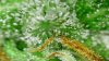 2016_56_trsh_trichs (3).jpg