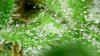 trsh_d61_trichs (6).jpg