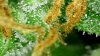 td2_d62_trichs1.jpg