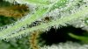 td2_d62_trichs3.jpg