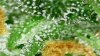 td2_d62_trichs5.jpg