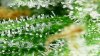 td2_d62_trichs7.jpg