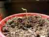 Lefty in puck planted in Jiffy Seed Starter Mix -Day 2.jpg