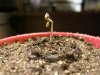 Spunky in puck planted in Jiffy Seed Starter Mix -Day 2.jpg