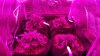 Day 17 600 Watt COB LED.jpg