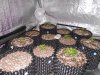 Day 16 Group Tent grow 1.jpg