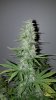 Fast Buds West Coast OG Day 56.jpg