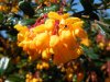 berberis.JPG