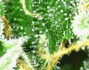 trichs_002.jpg