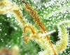 trichs_004.jpg