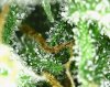 trichs_005.jpg