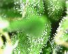 trichs_006.jpg