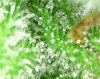 trichs_008.jpg