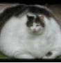 fat kitty tier 3.png