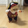 pirate cat.jpg