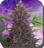 Buddha-Seeds-Purple-Kush-Autoflowering.jpg