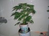 BS F1 AUTO FEM2_5-7-12 1.JPG