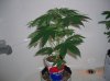 BS F1 AUTO FEM3_5-7-12 1.JPG