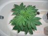 BS F1 AUTO FEM3_5-7-12 2.JPG