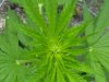 TD GROW 2012 020.jpg