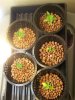 Next Grow D 002.jpg