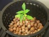 Next Grow D 004.jpg