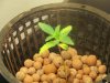 Next Grow D 005.jpg