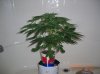 BS F1 AUTO FEM1_5-10-12 1.JPG