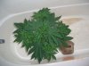 BS F1 AUTO FEM1_5-10-12 2.JPG