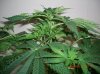 BS F1 AUTO FEM1_5-10-12 3.JPG