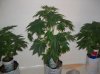 BS F1 AUTO FEM2_5-10-12 1.JPG