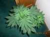 BS F1 AUTO FEM3_5-10-12 2.JPG