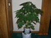 BS F1 AUTO FEM4_5-10-12 1.JPG