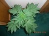 BS F1 AUTO FEM5_5-10-12 2.JPG