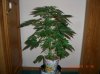 BS F1 AUTO FEM5_5-10-12 1.JPG