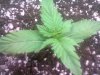 9 days old (pm) AK.jpg