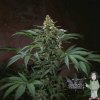 th-auto-original-bubblegum-autoflowering-feminised-seeds_500.jpg