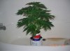 BS F1 AUTO FEM 1_5-13-12 1.JPG