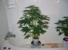 BS F1 AUTO FEM 2_5-13-12 1.JPG