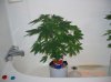 BS F1 AUTO FEM 4_5-13-12 1.JPG