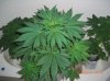 BS F1 AUTO FEM 5_5-13-12 2.JPG