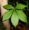 ohio buckeye leaf.jpg