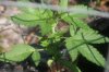 SnowRyder  about 15 days from seed 2.jpg