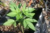 SnowRyder  about 15 days from seed.jpg