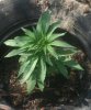 TH Seeds- Mkage - 3 Weeks Old- 5-15 -.01a.jpg