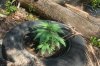 TH Seeds- Mkage - 3 Weeks Old- 5-15 -.03.jpg