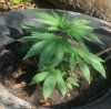 TH Seeds- Mkage - 3 Weeks Old- 5-15 -.03a.jpg