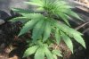 TH Seeds- Mkage - 3 Weeks Old- 5-15 -.04.jpg