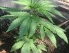 TH Seeds- Mkage - 3 Weeks Old- 5-15 -.04a.jpg