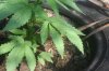 TH Seeds- Mkage - 3 Weeks Old- 5-15 -.05.jpg